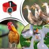 Anti-Crow Rooster Collar view 4