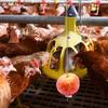 Gadpiparty Chicken Feeder Holder - Silver view 3