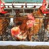 Gadpiparty Chicken Feeder Holder - Silver view 4