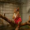 Squirrel Diapers - Adjustable Leak-Proof Urine Pants view 3