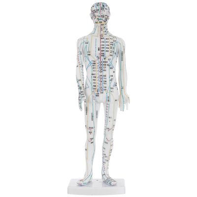 VICASKY Male Plastic Acupuncture Training Model with Meridian Display, White