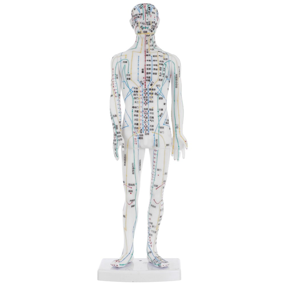 VICASKY Male Plastic Acupuncture Training Model with Meridian Display, White