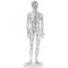 VICASKY Male Plastic Acupuncture Training Model with Meridian Display, White view 1