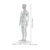 VICASKY Male Plastic Acupuncture Training Model with Meridian Display, White view 2