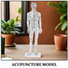 VICASKY Male Plastic Acupuncture Training Model with Meridian Display, White view 3