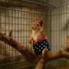 Husoiuy Rabbit Diapers view 2