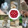 Adjustable Leakproof Urine Diapers for Rabbits view 4