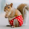 Rabbit Diapers - Highly Absorbent Soft Leak-Proof Urine Protection Pants view 2