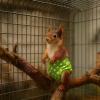 Rabbit Diapers | Soft and Adjustable Reusable Washable Diapers for Squirrels view 3
