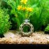 Betta Hideaway Small Suction Cup Shelter view 3