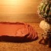 Reptile Water Dish with Non-Slip Imitation Stone Steps view 3