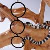 Adjustable Climbing Ring for Snakes view 4