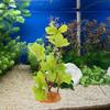 ifundom Artificial Reptile Plant, Terrarium Decoration for Turtle and Fish Tanks view 3