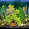 ifundom Artificial Reptile Plant, Terrarium Decoration for Turtle and Fish Tanks view 4