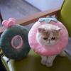 Nylon Post-Operative Cone Collar for Dogs and Cats, Cartoon Design, Green, S view 3