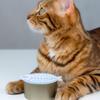 Gadpiparty Cat Food Spoon and Silicone Can Lid view 4