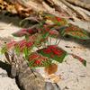 SEWACC Artificial Reptile Plant with Heavy Base, Realistic Terrarium Decor view 3