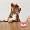 VICASKY Dog Training Bell view 3