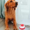 VICASKY Dog Training Bell view 4
