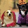 Croovepi Dog Halloween Costume view 2