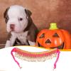 Croovepi Dog Halloween Costume view 3