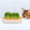 DOITOOL Hydroponic Cat Grass Planter view 3