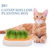 DOITOOL Hydroponic Cat Grass Planter view 4