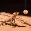 BESTonZON Reptile Toy - Random Style with Suction Cup and Rope, 6 Pieces view 4