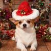 Dog Cowboy Hat | Adjustable Headwear for Costumes and Accessories - Christmas Design view 2