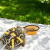 Turtle Skateboard, Small Fun Reptile Accessory, Bowl, Exercise view 2