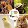 Turtle Skateboard, Small Fun Reptile Accessory, Bowl, Exercise view 4