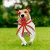 Generic Dog Toy with Squeaker view 3
