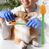 Small Dog Toothbrush with Long Handle, Fresh Breath and Dental Care view 2