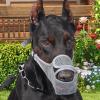 Dog Muzzle to Help Prevent Barking - Breathable, Washable Soft Mesh view 2