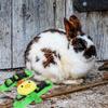 Adjustable Small Animal Leash with Comfortable Harness view 4