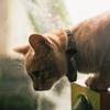 Levemolo Black Silicone Cover for Pet Tracker view 3