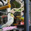 Budgerigar Ladder Climbing Toy for Bird Cages, Metal, Green view 3