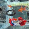 2 Pack Aquarium Feeding Ring with Suction Cups view 4