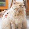 Stainless Steel Cat Deshedding and Detangling Brush view 2