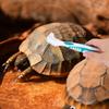 Ciieeo Portable Turtle Shell Brush - 2 Pack view 3