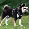 Adjustable No-Pull Dog Harness view 2