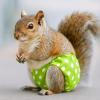 Highly Absorbent, Leak-Proof Squirrel Diapers view 2