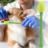 Dog Toothbrush - Pet Care Accessory with Long Handle view 3
