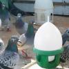 Laikoutd Spill-Free Automatic Water Dispenser for Domestic Birds view 3