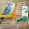 TOYANDONA Automatic Water Dispenser for Birds - 5 Pack view 4