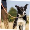 NUOBESTY Small Bell for Dog Collar - 10 Pieces view 4
