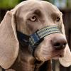 Btgghytr Dog Muzzle for Large, Safe Halters view 3