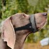Btgghytr Dog Muzzle for Large, Safe Halters view 4