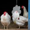 Chicken Toy & Coop Decoration view 4