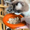Portable Dog Bowl for Travel, 300 ml, with Carabiner view 3
